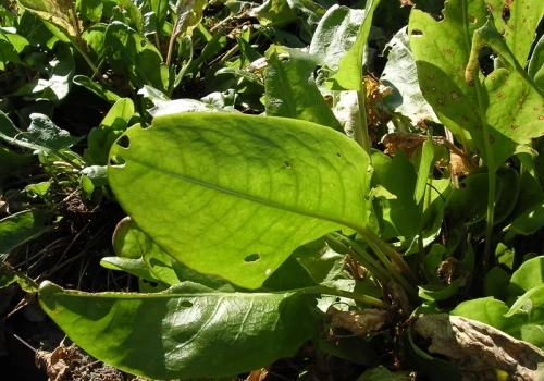 Zostawiłam go na sezon. To, co „powiedział” o ziemi, zmieniło cały ogród