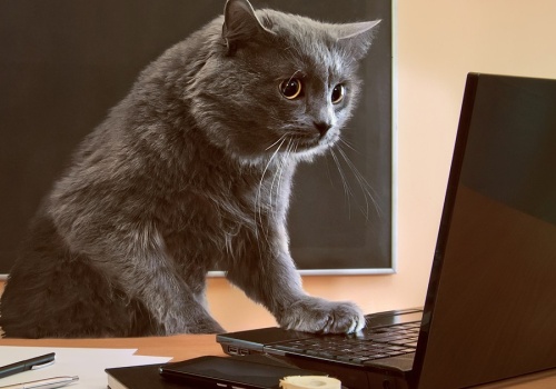 Ulga na kota to tylko początek. Pomysły Polaków zaskakują fiskusa