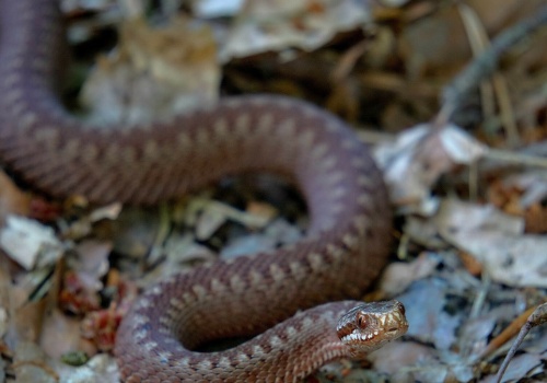 Polskie żmije może zabijać ludzki strach. Wciąż boimy się węży
