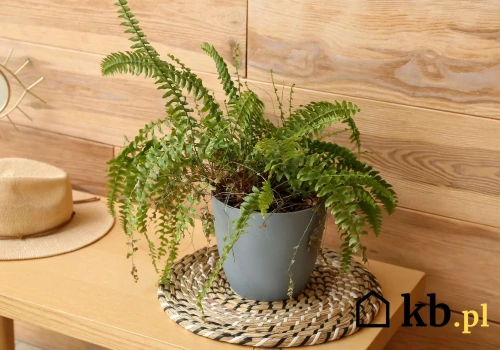 Przyniosłem roślinę do domu i po kilku dniach pojawiły się ukąszenia