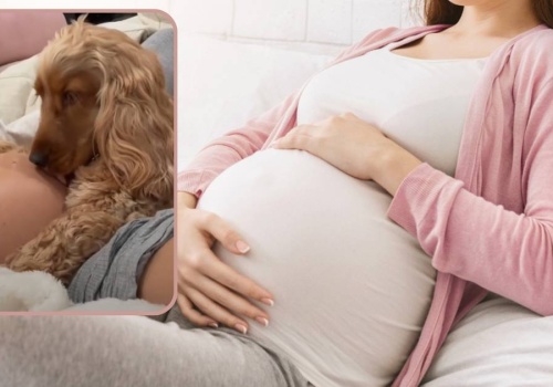 Tak psy reagują na ludzką ciążę. Wzruszające nagranie hitem TikToka