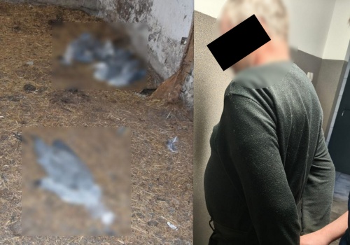 Gmina Opole Lubelskie: 59-latek z zarzutami po odebraniu 18 psów i ujawnieniu broni oraz martwych czapli
