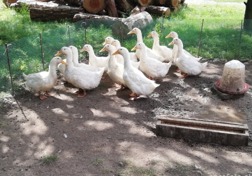 Nowe ogniska ptasiej grypy 2026. Tysiące sztuk do likwidacji