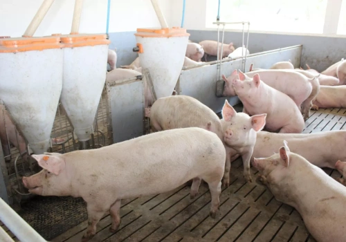 Więcej paszy to nie większy zysk. Ten błąd kosztuje rolników najwięcej