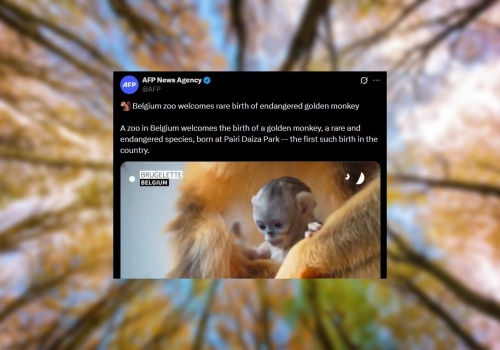 Przełom! W Belgii na świat przyszła małpka złota