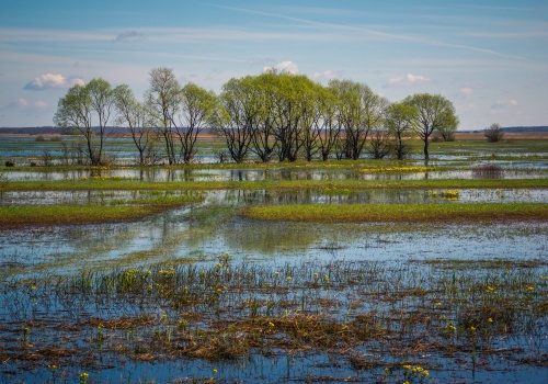 Prosta recepta na zmiany klimatu – i obronę wschodniej granicy Polski