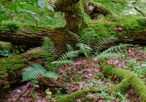 Można je zbierać tylko 30 dni w roku. Jednak w 2026 znów obowiązuje zakaz