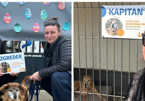 Tabliczki od LM.pl dla psich seniorów. Kapitan i Zgredek czekają na dom