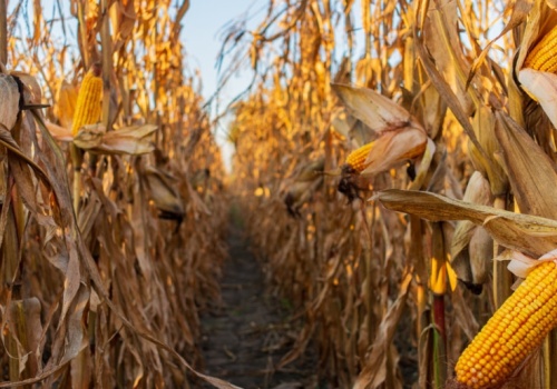 USA: mniej kukurydzy, więcej soi w 2026. Dane USDA o zasiewach i zapasach