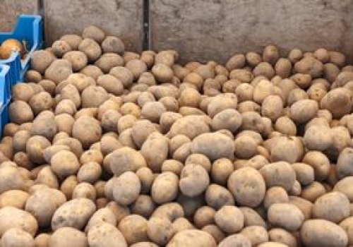 Załamanie na rynku ziemniaka. 