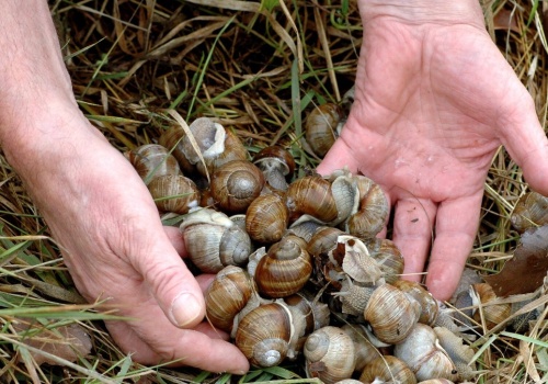 Ta decyzja uderza w portfele zbieraczy. Nie będzie można dorobić
