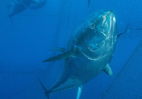 Wędkarz wciągnął rybę na pokład łodzi i zaniemówił. „Co za gigantyczny tuńczyk!”