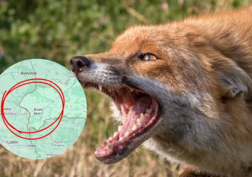 Wścieklizna przy granicy z Polską. Sytuacja wymyka się spod kontroli