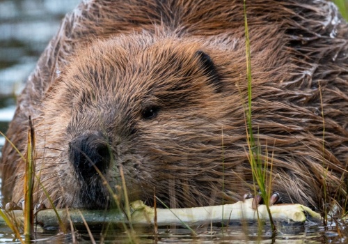„Bobry mogą pracować dalej, a ich obrońcy – spać spokojnie”. Wody Polskie wycofują wniosek