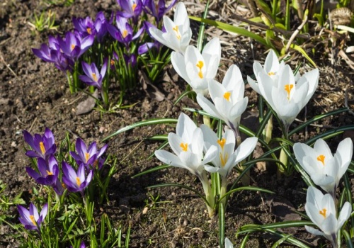 Świąteczna pogoda dla Łódzkiego. Będzie ciepło, ale deszczowo
