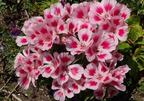 Wraca do łask. Zapomniany kwiat, który bije pelargonie na głowę