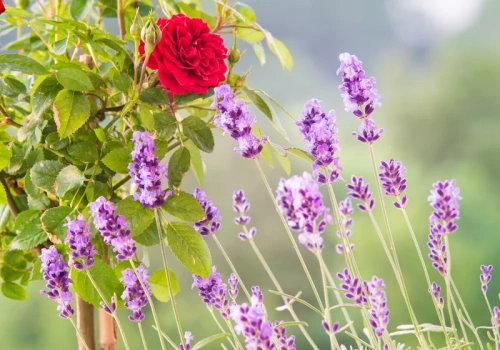 Moje róże są co roku najpiękniejsze, bo obok sadzę te rośliny