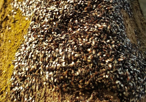 Pojawiły się nagle i są wszędzie. Ten owad wchodzi już do mieszkań