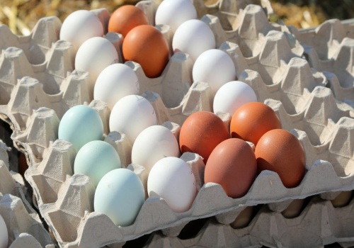 Rewolucja na rzecz zwierząt. Klienci się zorientowali, jakich jaj unikać
