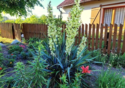 Zamiast wyrzucać – wysyp to pod jukę. Olbrzymi pęd kwiatowy latem