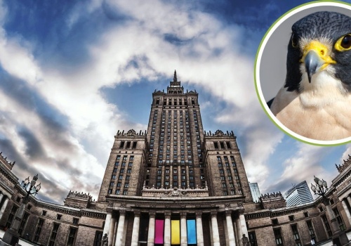 Sokolica z Pałacu Kultury zginęła. Ale oto pojawiły się jaja