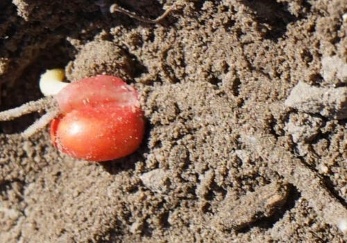 Dwa błędy przy siewie kukurydzy, które obniżają plon