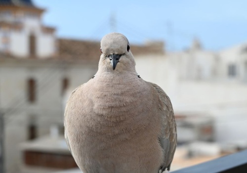 Gołębie ciągle przylatują? Sprawdź, jak się ich pozbyć