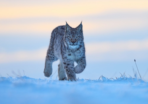 Znikające gatunki w Polsce. Które zwierzęta mamy jeszcze szansę zobaczyć na żywo?
