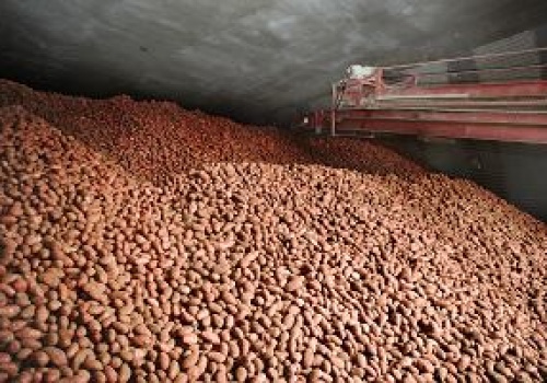 Stromy zjazd z kartoflanej górki. Ton 