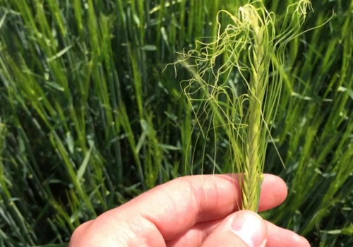 Czym i kiedy regulować zboża? Dawki i terminy