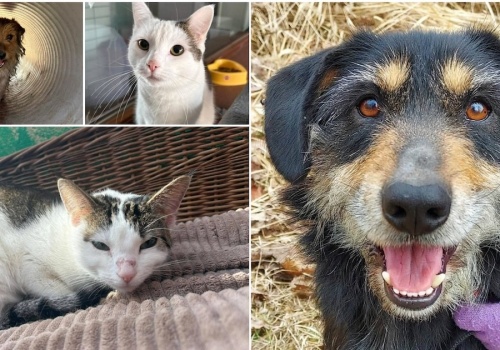 Dom to nie miejsce, a człowiek. Dziś Międzynarodowy Dzień Zwierząt Bezdomnych