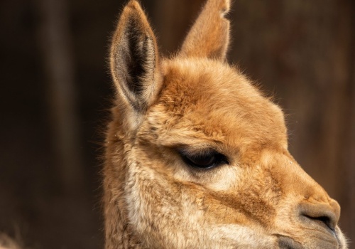 Jedno z najpiękniejszych zwierząt w Polsce. Łatwo pokochać te oczy