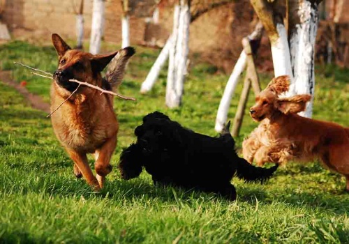 Zielona Góra. Gdzie powstanie grzebowisko dla zwierząt?  