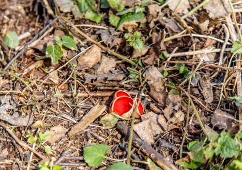 Myśleli, że to tylko liście. Kiedy je odgarnął, zobaczyli czerwony dywan
