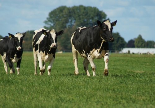 Ukraińscy hodowcy chcą dopłat do bydła od UE. Koszt to 62 mln euro