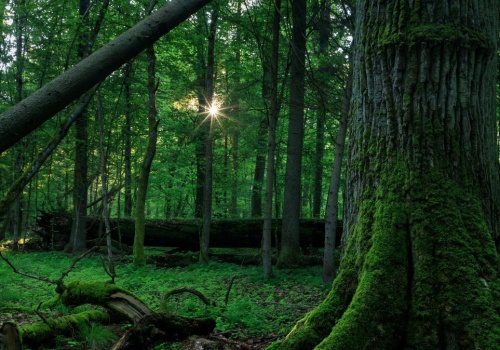Wycinka lasów przynosi katastrofalnej skutki. Różnica rzędu 89 proc.