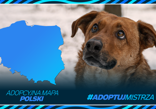 #AdoptujMistrza - mapa miejsc, gdzie czekają na dom psy i koty