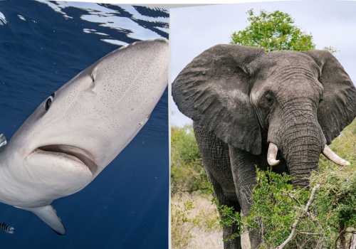 Polska nie jedzie na mundial. Jadą za to żarłacze, słonie czy lamparty