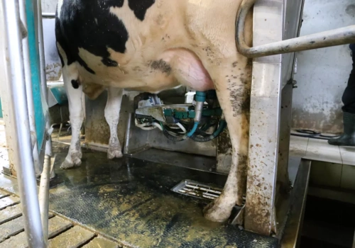 Tylko 1,5% krów doi robot. Reszta rewolucji w oborze dopiero przed nami