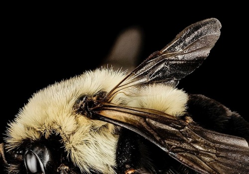 Królowe trzmieli nie giną pod wodą. Dokonują tam cudu