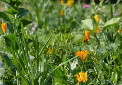 Tyle dziś kosztuje hektar łąki. W jednym regionie ceny zwalają z nóg