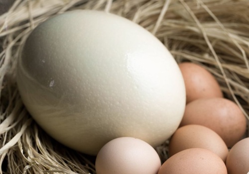 Ile ważyło największe jajo na świecie? Struś może schować głowę w piasek