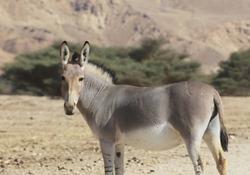 To nie był do końca żart. Rzeczywiście pojawił się nietypowy osioł