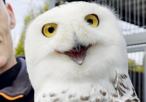 Wyjątkowe ptaki w Nieborzynie. Poznajcie Bolusia, Tolę i Jumisia z JaworSówki