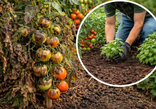 Posadź to obok pomidorów. Zaraza i mszyce ominą je z daleka