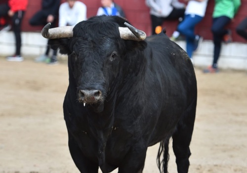 Byk zabił matadora w Hiszpanii. Ugodził go rogiem