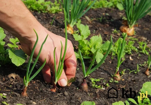Te chwasty pojawiają się jako pierwsze po zimie. Lepiej usuń je od razu