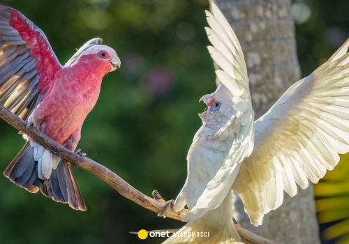 Corelle gromadzą się w stadach. Przegryzają kable, niszczą oświetlenie