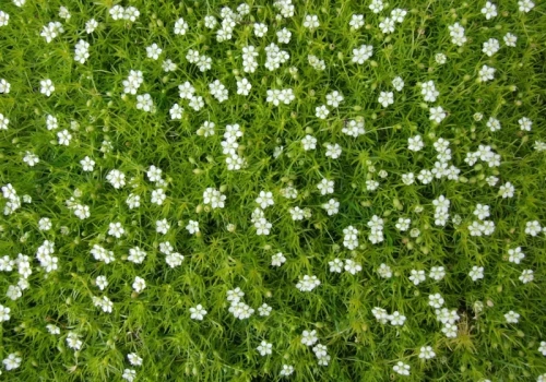 Wygląda jak zielona poduszka, ale ma swoje zasady. Karmnik nie wybacza jednego błędu