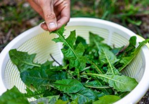 Rośnie pod nogami. Zamiast deptać, zerwij do sałatki, bo wzmacnia kości i poprawia trawienie